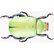 CHRYSINA ERUBESCENS